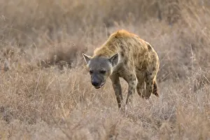 Images Dated 18th September 2008: Gevlekte Hyena, Spotted Hyena, Crocuta crocuta