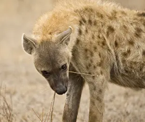 Images Dated 13th September 2008: Gevlekte Hyena, Spotted Hyena, Crocuta crocuta