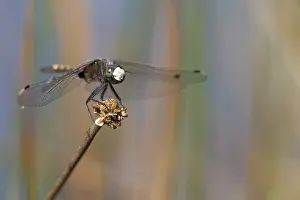 2018 Prints: Gevlekte witsnuitlibel, Yellow-spotted Whiteface; Leucorrhinia pectoralis