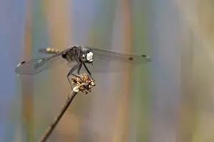 2018 Prints: Gevlekte witsnuitlibel, Yellow-spotted Whiteface; Leucorrhinia pectoralis
