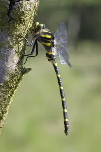 Images Dated 22nd June 2005: Gewone bronlibel, Common Goldenring, Cordulegaster boltonii