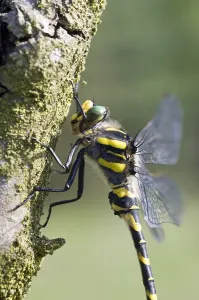 Images Dated 22nd June 2005: Gewone bronlibel, Common Goldenring, Cordulegaster boltonii