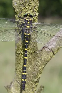Images Dated 22nd June 2005: Gewone bronlibel, Common Goldenring, Cordulegaster boltonii