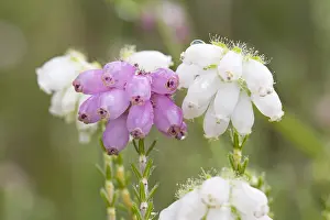 Images Dated 28th June 2008: Gewone dopheide, Cross-leaved heath, Erica tetralix