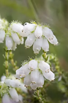 Images Dated 28th June 2008: Gewone dopheide, Cross-leaved heath, Erica tetralix