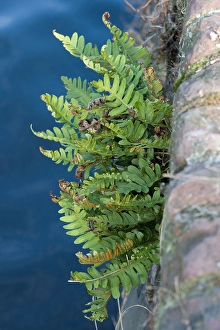 Images Dated 14th September 2007: Gewone eikvaren, Common Polypody, Polypodium vulgare