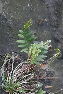 Images Dated 14th September 2007: Gewone eikvaren, Common Polypody, Polypodium vulgare