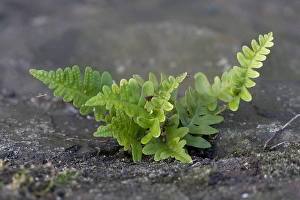 Images Dated 14th September 2007: Gewone eikvaren, Common Polypody, Polypodium vulgare
