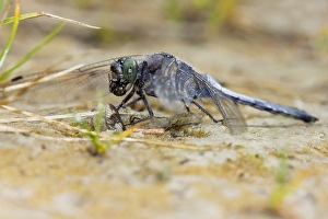 Images Dated 18th August 2010: Gewone Oeverlibel, Black-tailed Skimmer, Orthetrum cancellatum