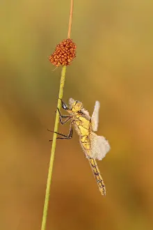 Black Tailed Prints: Gewone Oeverlibel; Black-tailed skimmer; Orthetrum cancellatum