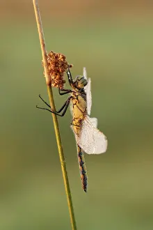 Black Tailed Prints: Gewone Oeverlibel; Black-tailed skimmer; Orthetrum cancellatum