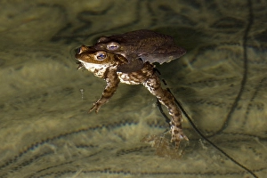 Parende Prints: Gewone Pad, Common Toad, Bufo bufo