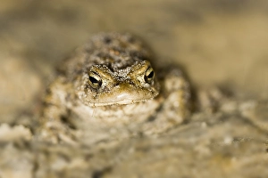 Parende Prints: Gewone Pad, Common Toad, Bufo bufo