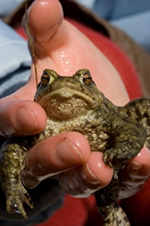 Vangen Prints: Gewone pad, Common toad, Bufo bufo