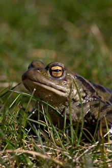 Bufo Prints: Gewone pad, Common toad, Bufo bufo