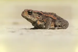 Amfibieen Prints: Gewone Pad, Common Toad, Bufo bufo