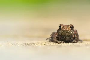 Amfibieen Prints: Gewone Pad, Common Toad, Bufo bufo