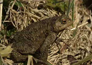 Amfibieen Prints: Gewone Pad; Common Toad; Bufo bufo
