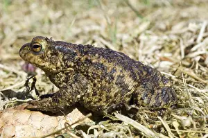Amfibieen Prints: Gewone Pad, Common Toad, Bufo bufo