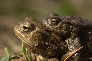 Amfibieen Prints: Gewone Pad; Common Toad; Bufo bufo