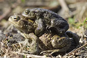 Amfibieen Prints: Gewone Pad, Common Toad, Bufo bufo