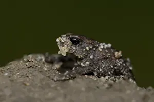 Images Dated 26th July 2008: Gewone Pad; Common Toad; Bufo bufo