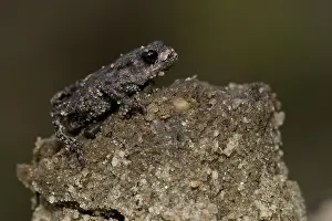Images Dated 26th July 2008: Gewone Pad; Common Toad; Bufo bufo