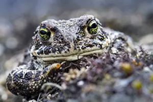 Images Dated 8th July 2017: Gewone Pad, Common Toad, Bufo bufo