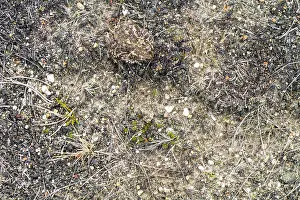 Images Dated 8th July 2017: Gewone Pad, Common Toad, Bufo bufo