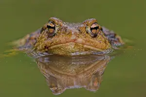 Images Dated 2nd May 2008: Gewone pad, Common Toad, Bufo bufo
