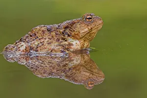 Images Dated 2nd May 2008: Gewone pad, Common Toad, Bufo bufo