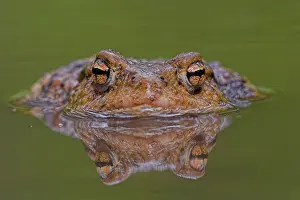 Images Dated 2nd May 2008: Gewone pad, Common Toad, Bufo bufo