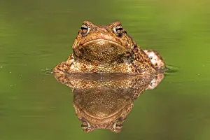 Images Dated 2nd May 2008: Gewone pad, Common Toad, Bufo bufo