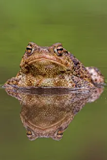 Images Dated 2nd May 2008: Gewone pad, Common Toad, Bufo bufo