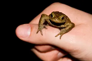 Amfibian Prints: Gewone Pad, Common Toad, Bufo bufo