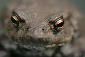 Images Dated 13th June 2007: Gewone Pad, Common Toad, Bufo bufo