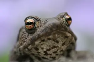 Images Dated 13th June 2007: Gewone Pad, Common Toad, Bufo bufo