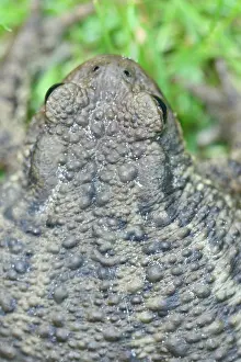 Images Dated 18th July 2007: Gewone Pad, Common Toad, Bufo bufo