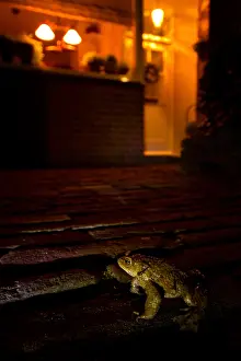 Amfibie Prints: Gewone Pad, Common Toad, Bufo bufo