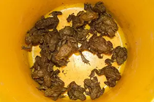 Amfibie Prints: Gewone Pad, Common Toad, Bufo bufo