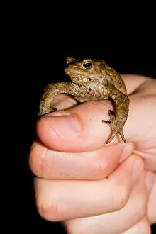 Amfibie Prints: Gewone Pad, Common Toad, Bufo bufo
