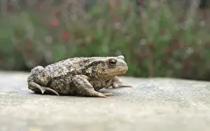 Amphibian Prints: Gewone pad; Common toad; Bufo bufo