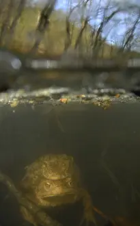 Amphibian Prints: Gewone pad, Common Toad, Bufo bufo