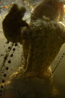 Amphibian Prints: Gewone pad, Common Toad, Bufo bufo