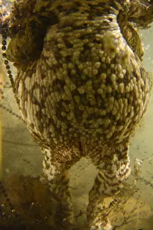 Amphibian Prints: Gewone pad, Common Toad, Bufo bufo