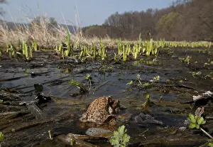 Amphibian Prints: Gewone pad, Common Toad, Bufo bufo
