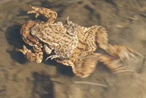 Amphibian Prints: Gewone pad, Common Toad, Bufo bufo