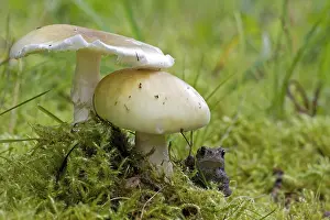 Amphibian Prints: Gewone pad, Common Toad, Bufo bufo