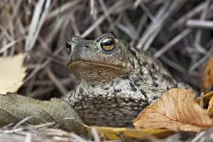 Amphibian Prints: Gewone pad, Common Toad, Bufo bufo