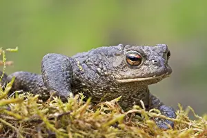 Amphibian Prints: Gewone pad, Common Toad, Bufo bufo